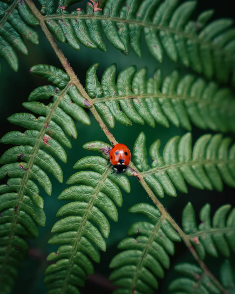 ladybug on fern - macro study